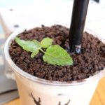 ジ アレイ（東京スカイツリータウン）盆栽タピオカミルクティーが斬新で流行る予感！